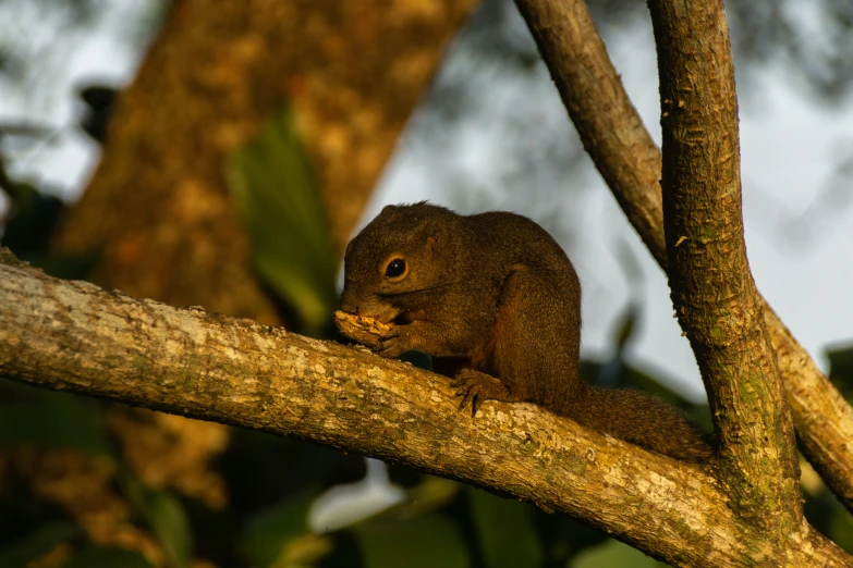 the squirrel is standing on the nch of the tree