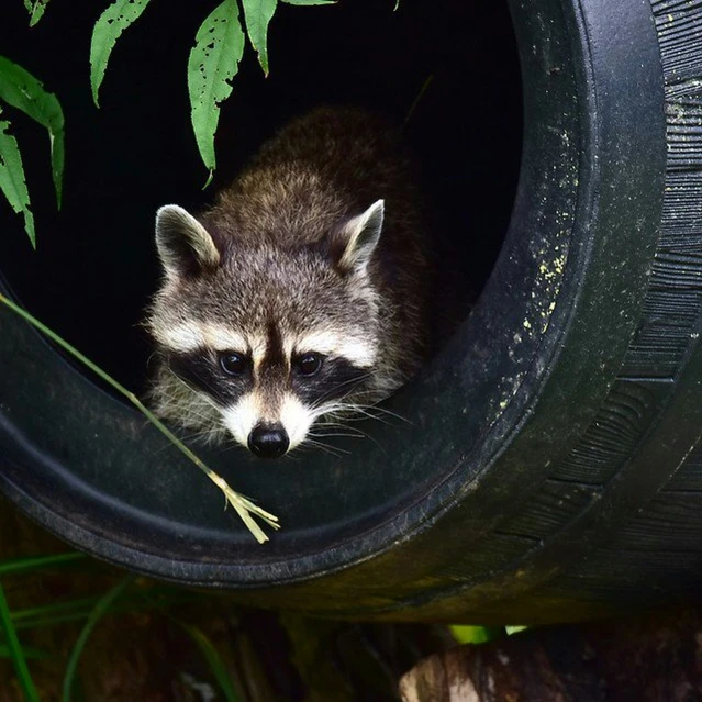 a rac peeks its head out of a hole in a tire