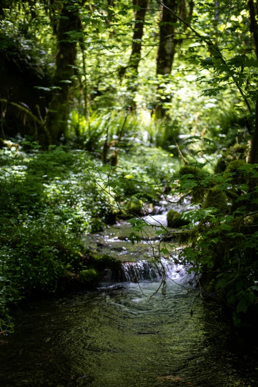 there is a small stream that runs through the woods