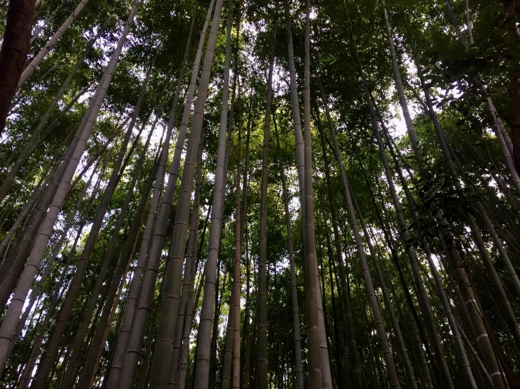 the tall nches and trunks of bamboo trees