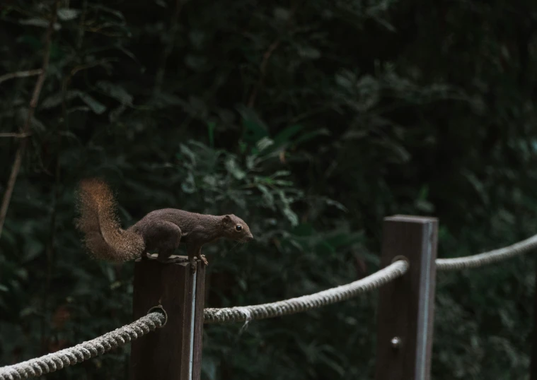 a squirrel standing on a rope next to trees