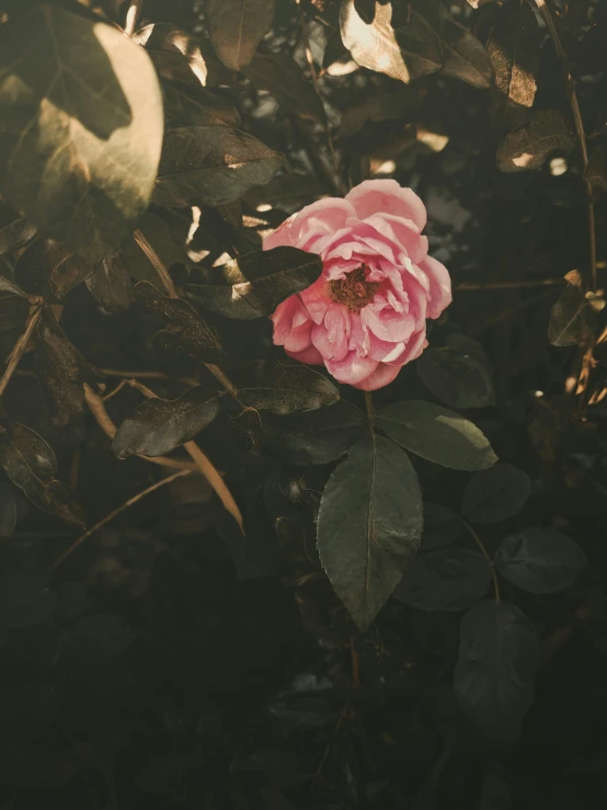 a pink flower with green leaves and foliage in the background