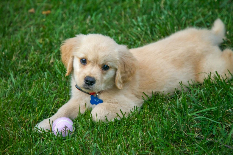 the dog is laying in the grass playing with a ball