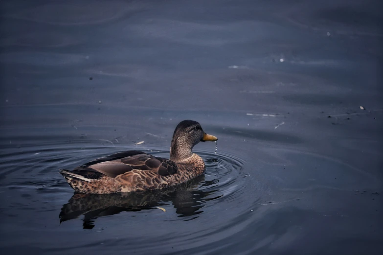 a single duck swims across the water