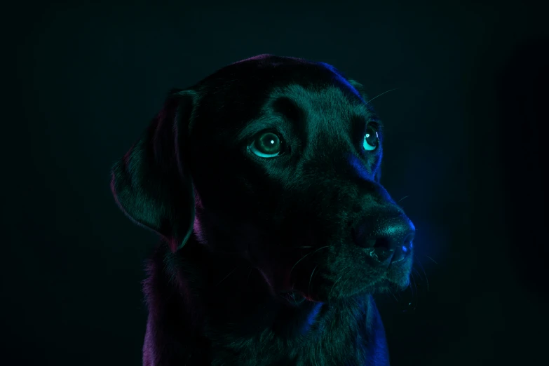 a black dog with green eyes staring