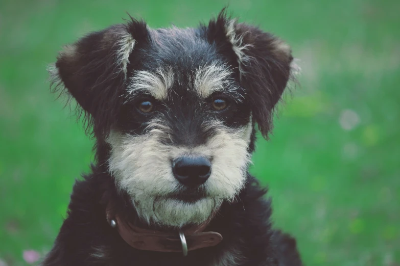 a black and white dog in a green grass area