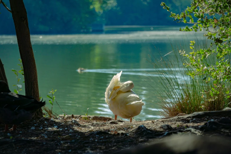 a duck looks over a lake and is about to take off