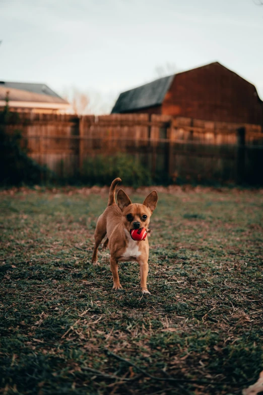 a little brown and white dog playing with a red ball