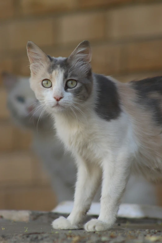 a cat with green eyes staring at soing