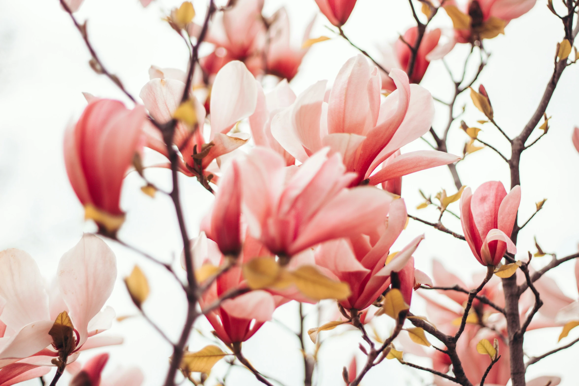 pink flowers with yellow leaves on a tree