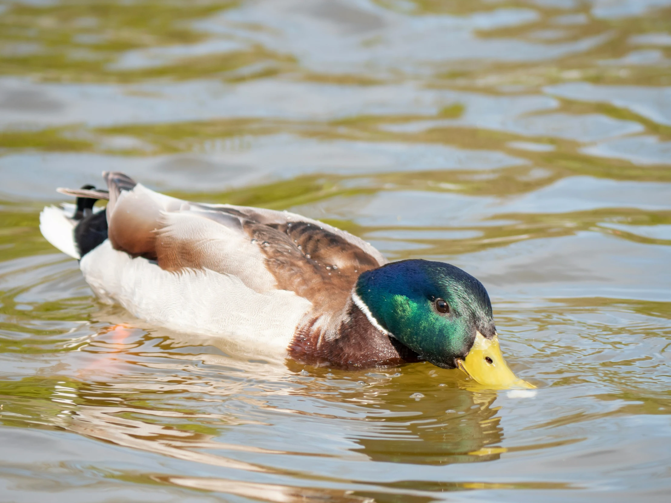 a colorfully colored duck swims in the water