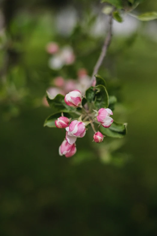 blurry pograph of some pink flowers hanging from a nch