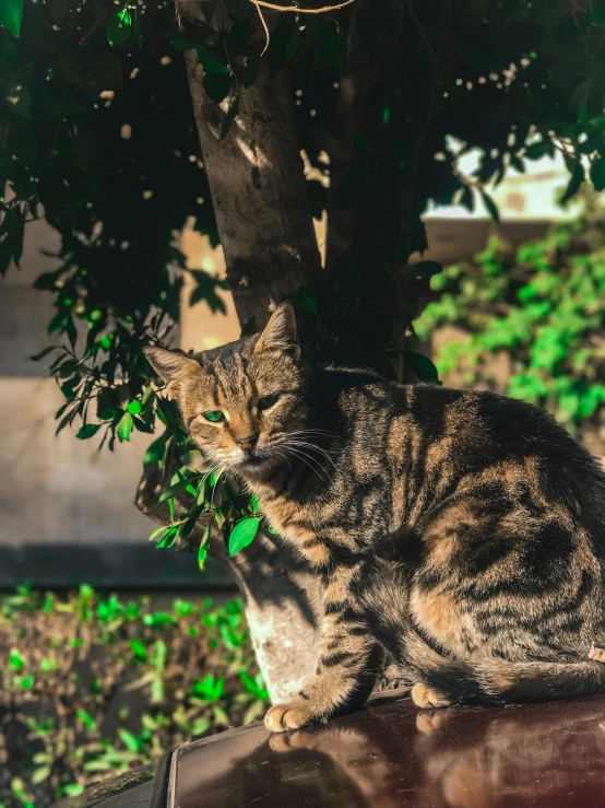 a cat sitting on the ledge outside on a sunny day