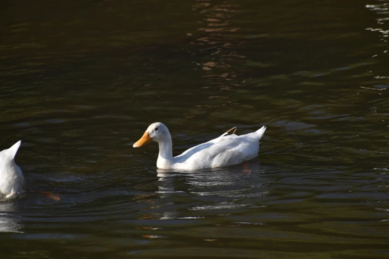 a couple of ducks swimming on top of a lake