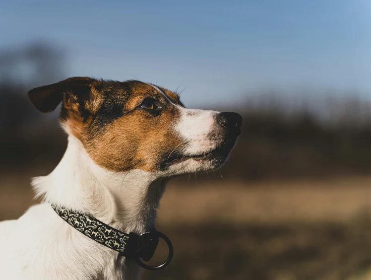 a close - up of a dog looking away while he's standing in a field