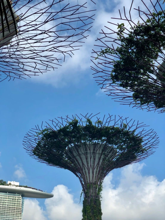 some trees with very tall leaves and very blue sky