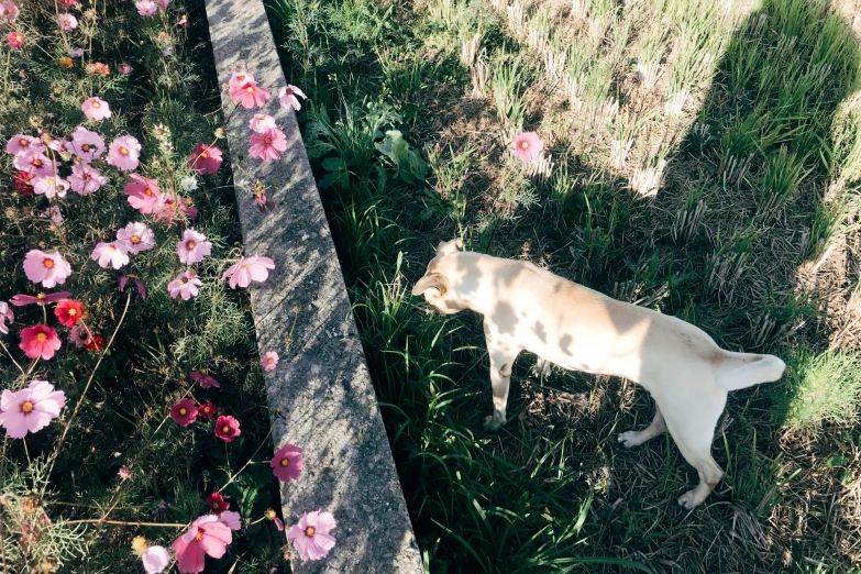 a dog is looking in the distance while standing