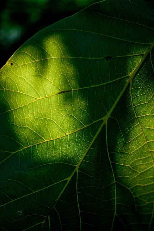 the shadow of a leaf on a tree