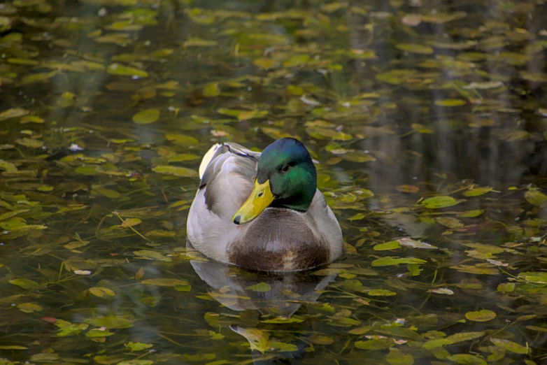 a duck is floating in the water among green leaves