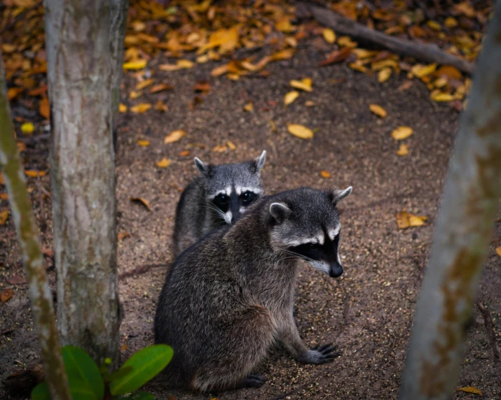 a couple of racs sitting in a forest