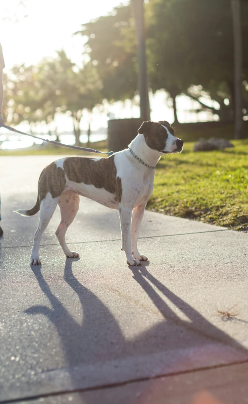 a brown and white dog standing on top of a sidewalk