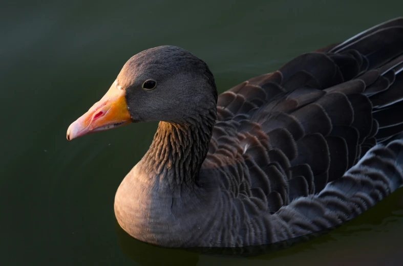 a grey duck is floating in the water