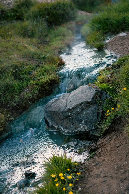 a small creek has yellow flowers growing near it