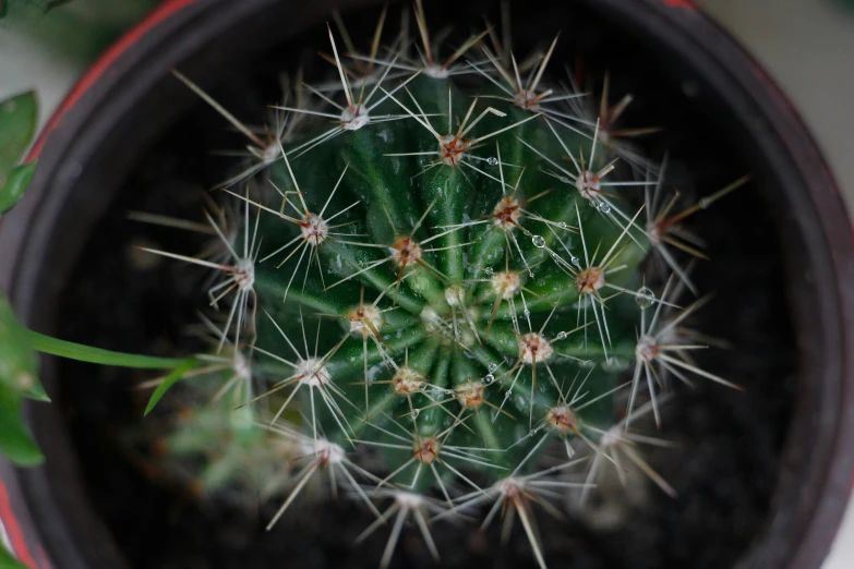 a small cactus that is sitting in a pot