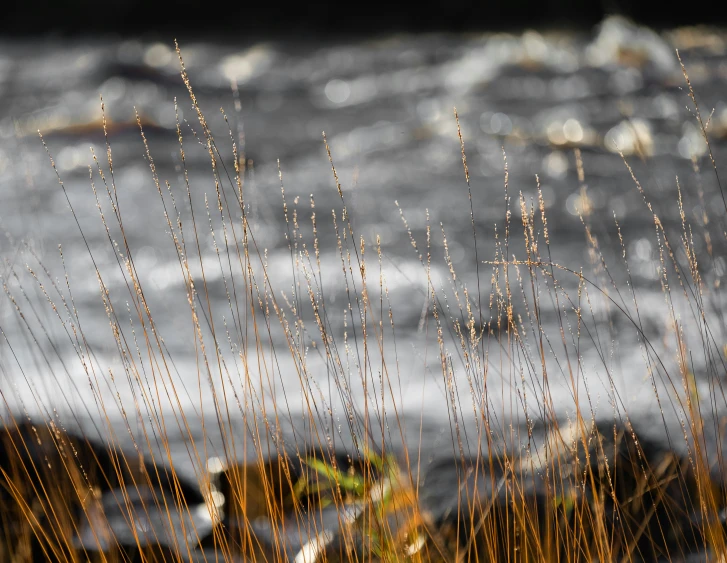 a bunch of dry grass hanging over water