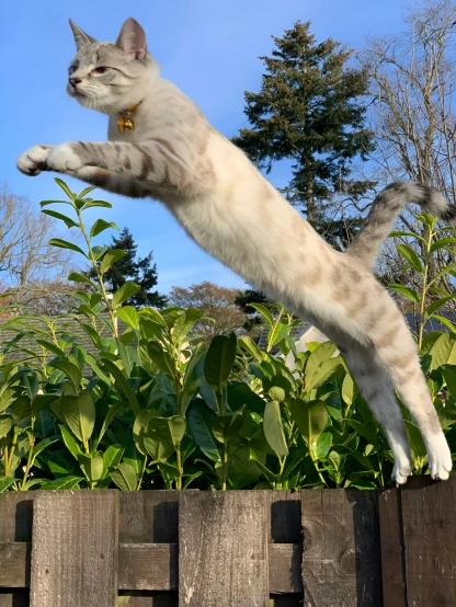 a cat standing on its hind legs while it reaches out over the edge of the wall
