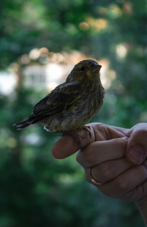 a little bird sitting on someones hand while they are outside