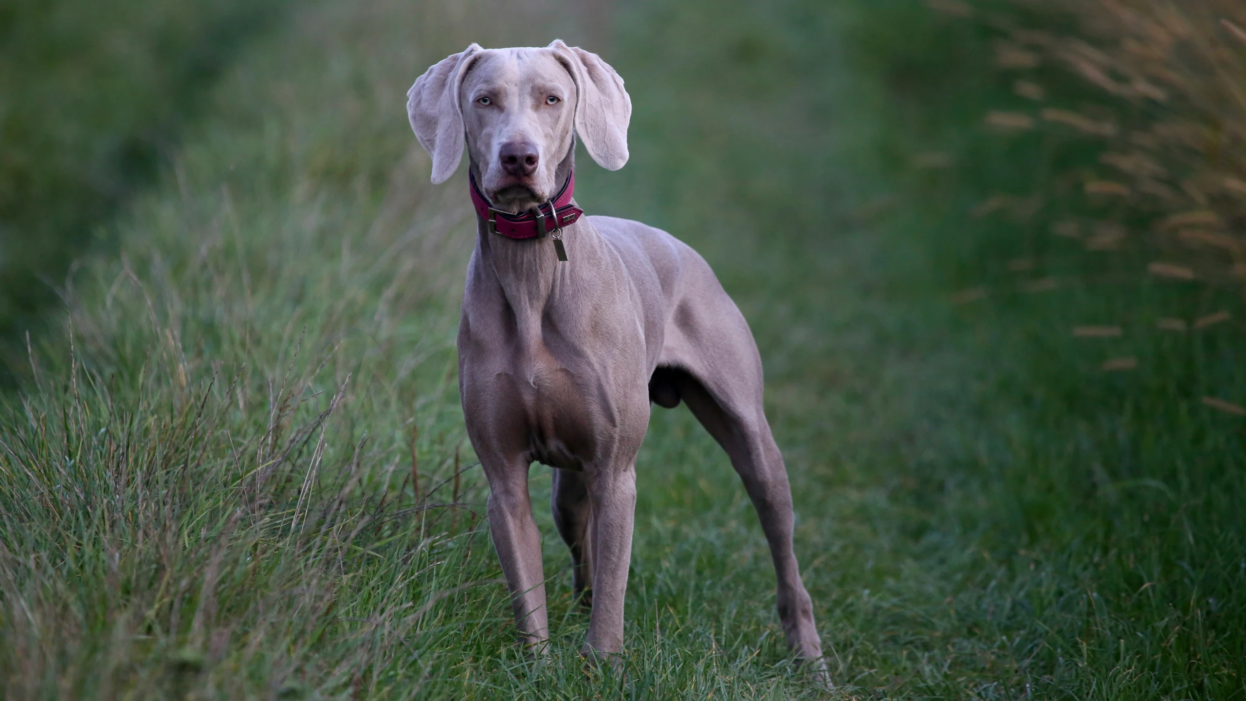 a gray dog is standing in a grass field