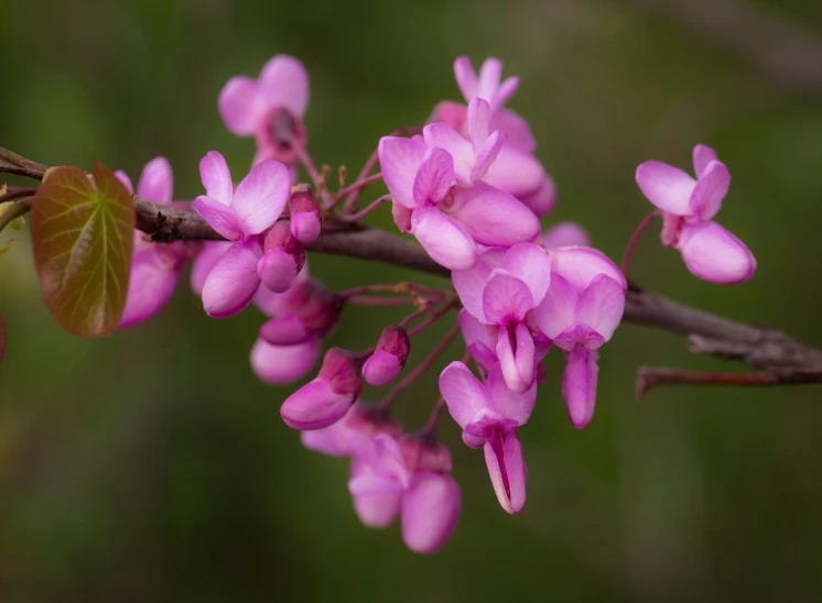 close up of pink flowers growing on tree nch