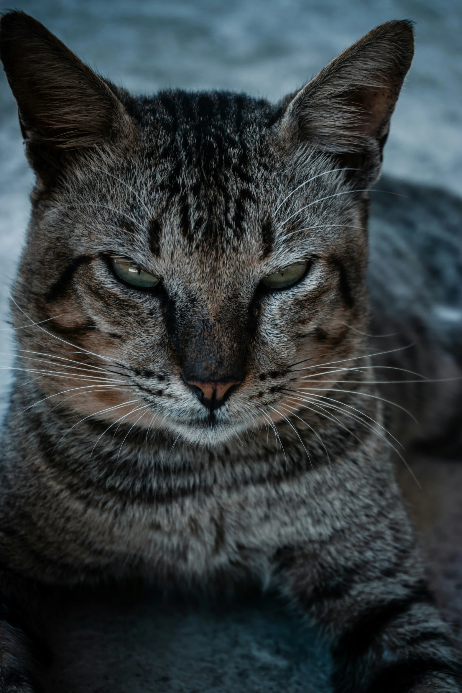 this is an image of a brown tiger cat