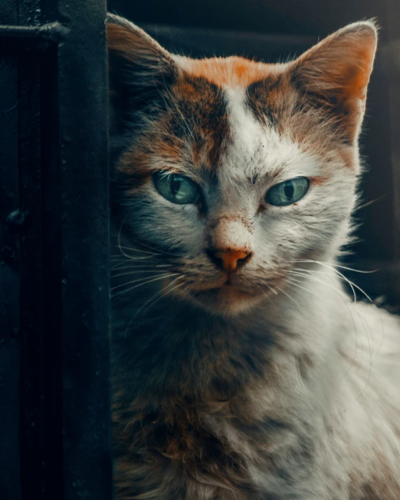 a cat is shown staring into the camera