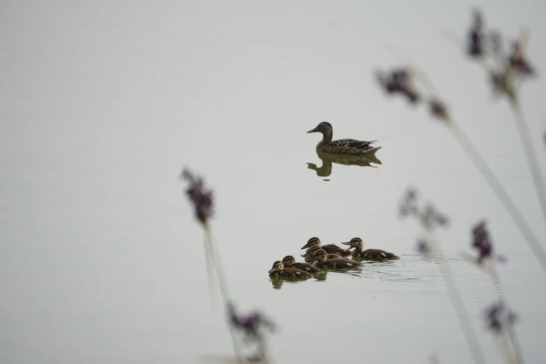 a couple of ducks are swimming in some water