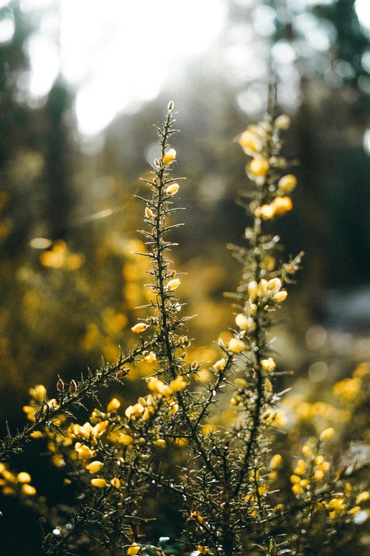 some yellow flowers are in the middle of some plants