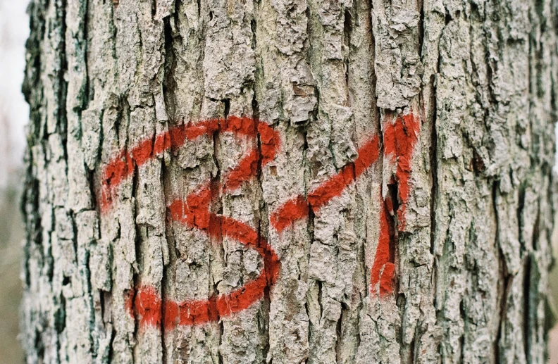 graffiti on tree bark that says's so '