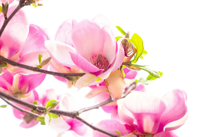 pink flowers with green leaves against a white sky