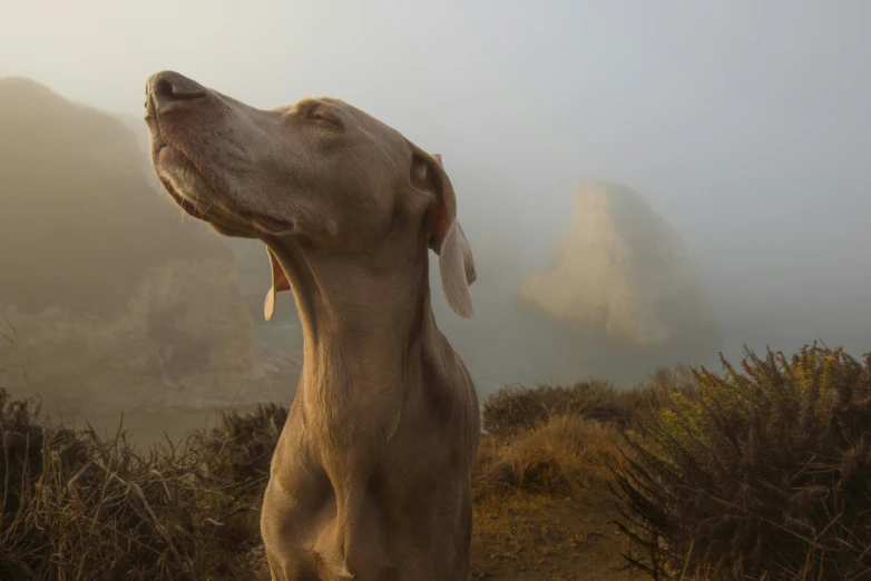 the dog is standing in the field on a foggy day