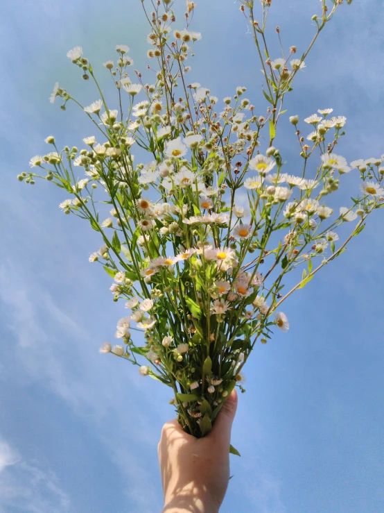 a hand holding flowers in the air