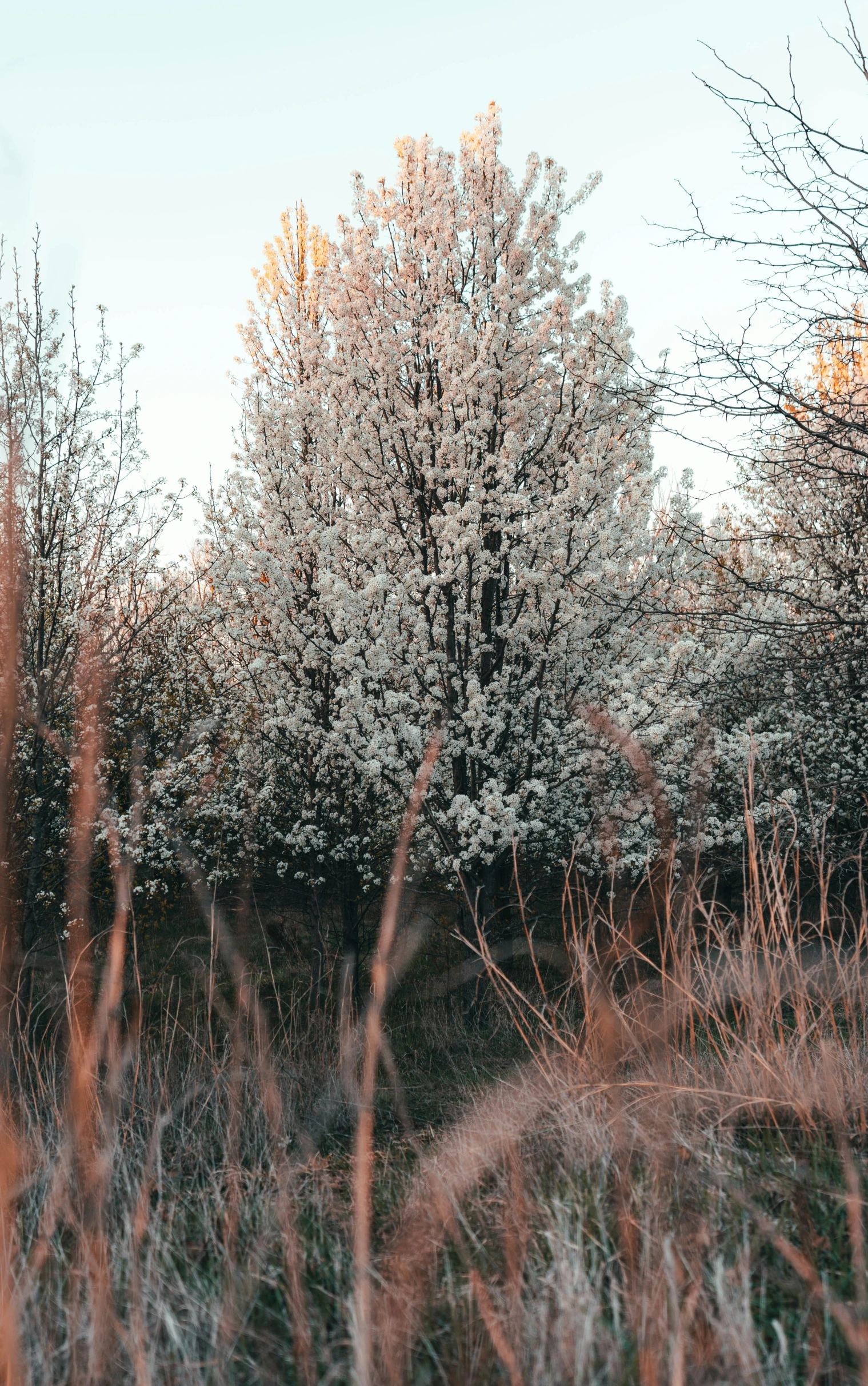 a large group of trees and bushes in the forest