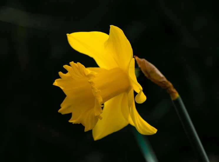 a single yellow flower with a brown stem