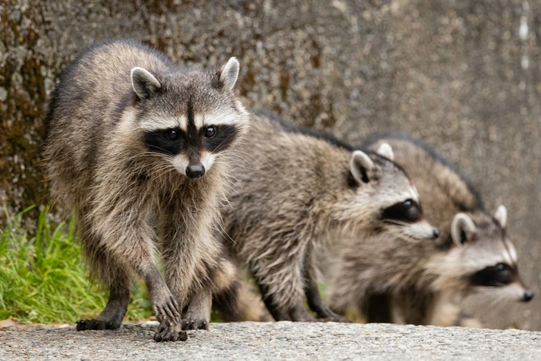 four small racs are shown walking on concrete