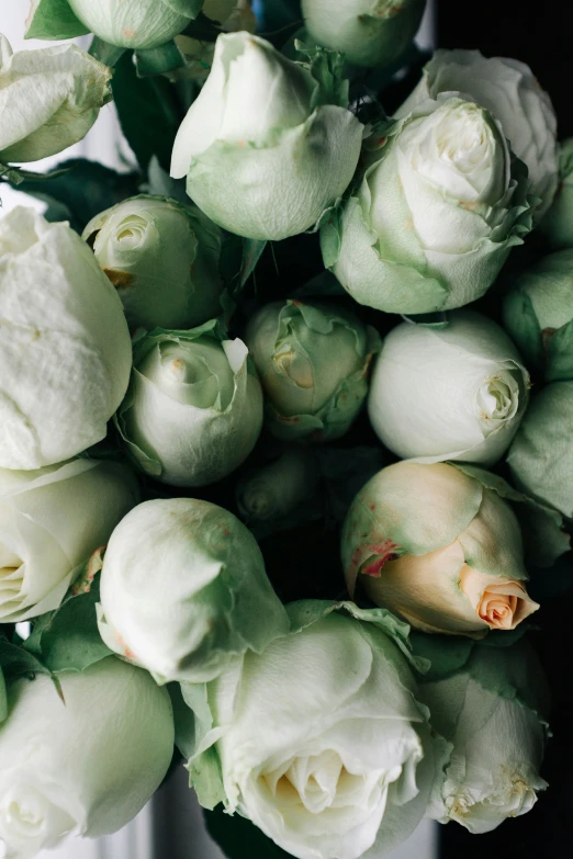 many white roses in a vase on the table