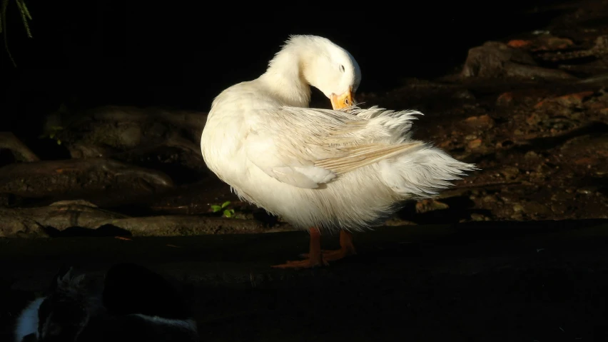 a white goose in a black lit room