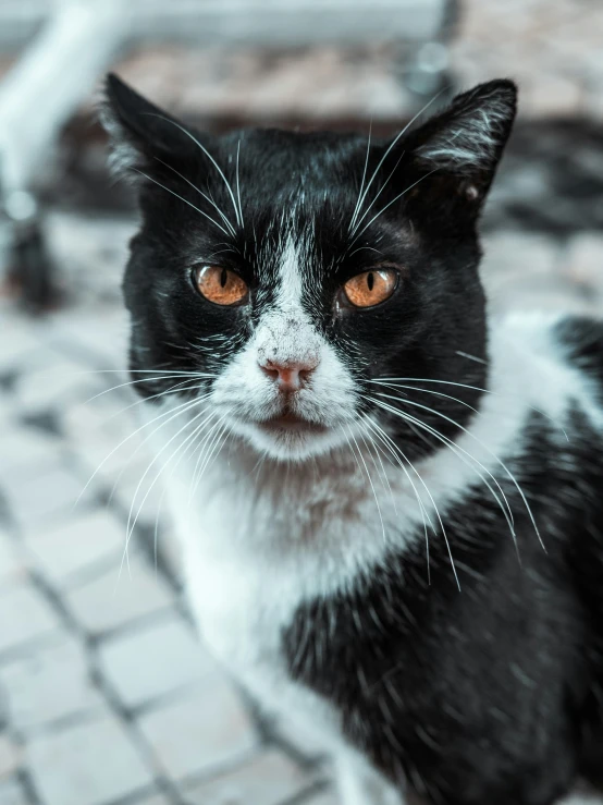 a black and white cat looking at the camera