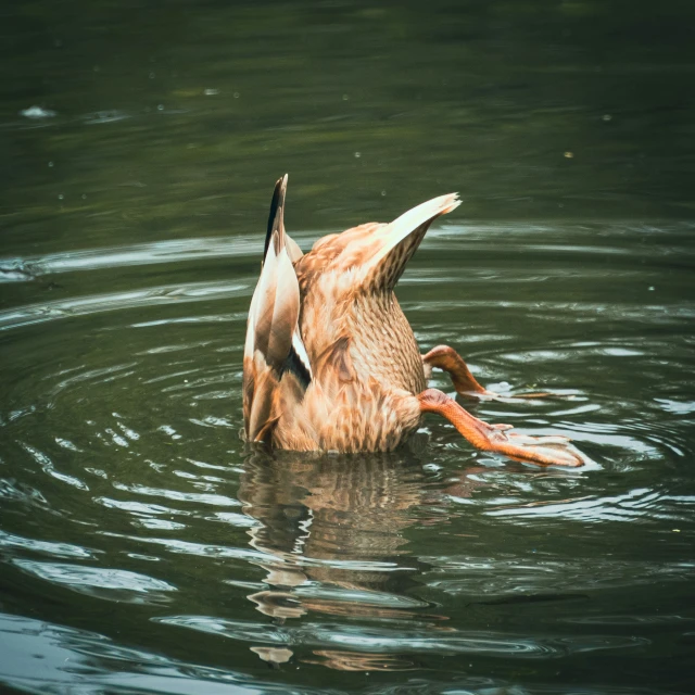 a duck is in the water, making his back turn