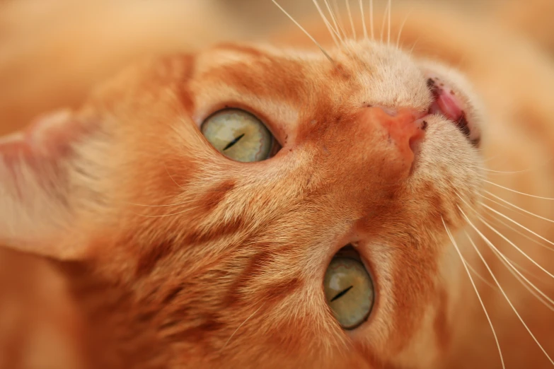 a closeup s of an orange cat