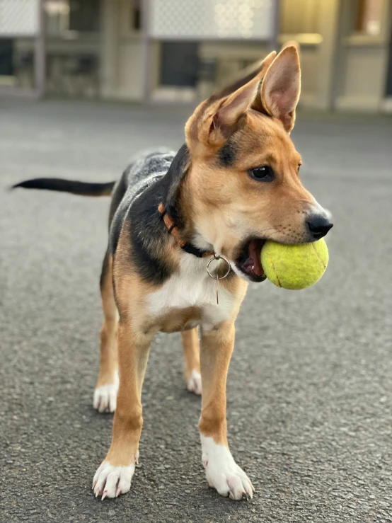 there is a small dog that has a ball in its mouth